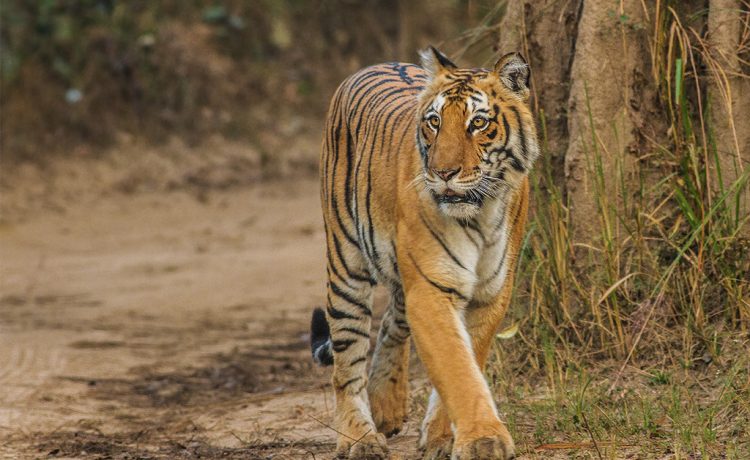 Bengal-Tiger_Corbett_Uttarakhand_Dec-2013